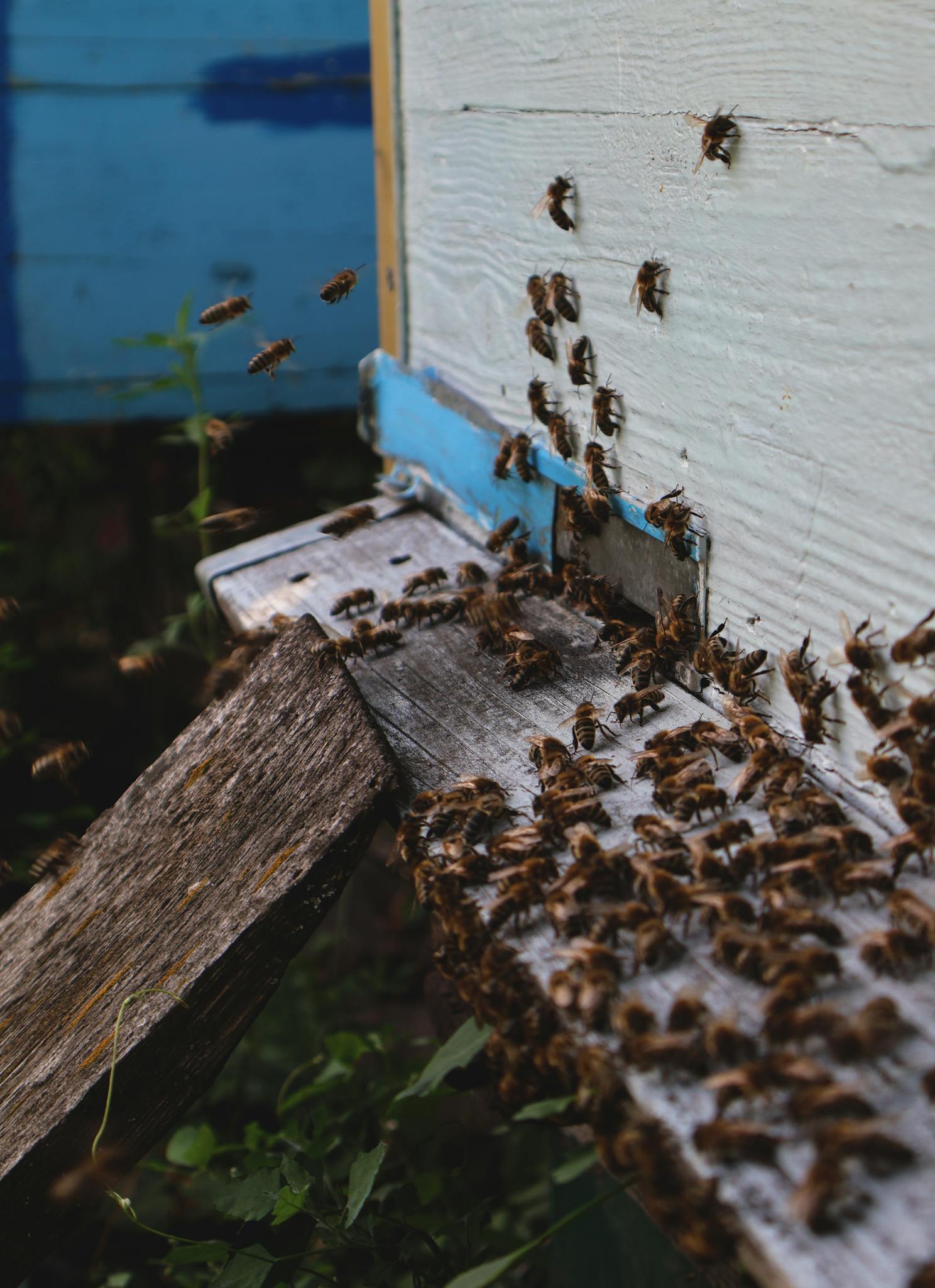 Close-up of a swarm of bees entering and exiting a wooden beehive outdoors.